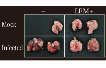 Effect of LEM acute plmonary. influenza virus infection in mice.
